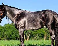 blueroan-horse