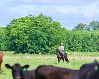 blueroan-horse-gelding