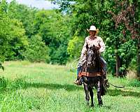 trail-horse-quarter