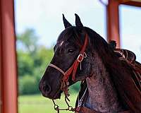 aqha-quarter-horse