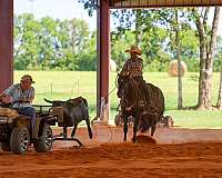 cow-horse-quarter