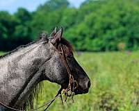 kid-safe-horse-quarter