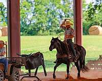 ranch-horse-quarter
