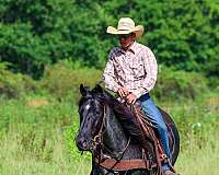 roping-horse-quarter