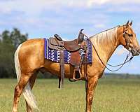 gun-safe-horse-kentucky-mountain