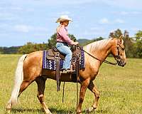 western-horse-kentucky-mountain