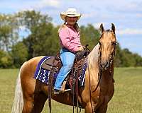 western-dressage-horse-kentucky-mountain