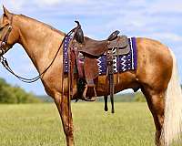 traffic-safe-horse-kentucky-mountain