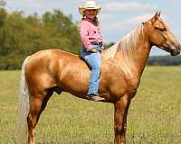 online-horse-sales-kentucky-mountain