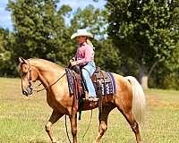work-kentucky-mountain-horse