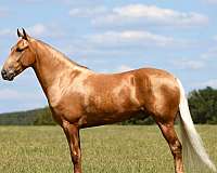 my-horse-connection