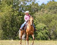 my-horse-connection-gelding