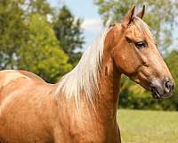 gun-safe-horse-gelding
