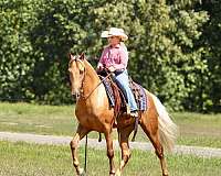 trail-horse-kentucky-mountain