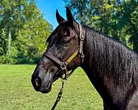family-horse-tennessee-walking