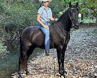 twhbea-tennessee-walking-horse