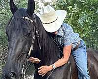 gaited-horse-tennessee-walking