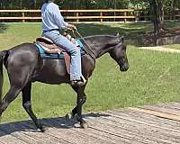 gentle-horse-tennessee-walking