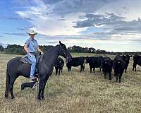 my-horse-connection-tennessee-walking