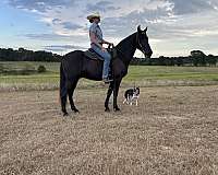 gun-safe-horse-tennessee-walking