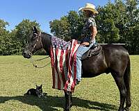 horse-for-sale-tennessee-walking