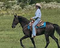 western-horse-tennessee-walking