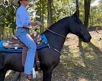 western-dressage-horse-tennessee-walking