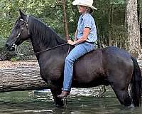kid-friendly-horse-tennessee-walking