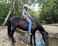 tennessee-walking-horse