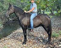 trail-horse-for-sale-tennessee-walking
