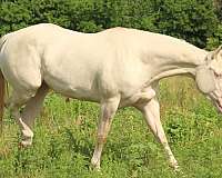 perlino-splash-white-horse