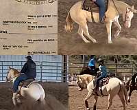 splash-white-horse