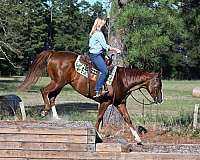aqha-quarter-horse