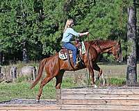 aqha-quarter-horse