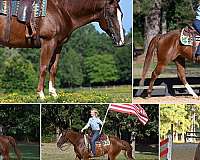 kid-safe-quarter-horse