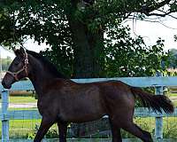 perlino-champion-stallion-horse