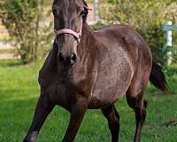 smokey-black-andalusian-stallion