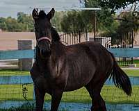 smokey-black-champion-stallion-horse