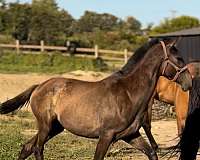 smokey-black-pre-stallion