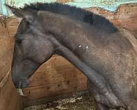 andalusian-horse-for-sale