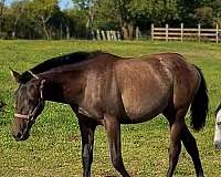 andalusian-filly