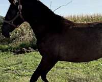 smokey-black-pre-mare