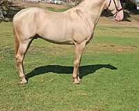andalusian