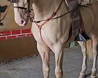 filly