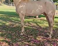 champion-stallion-andalusian-horse
