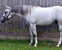 grey-back-socks-blaze-horse