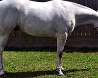 vital-signs-quarter-horse