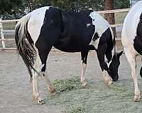 black-tobiano-broodmare-for-sale