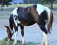 black-tobiano-broodmare