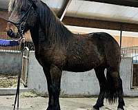 beginner-icelandic-horse
